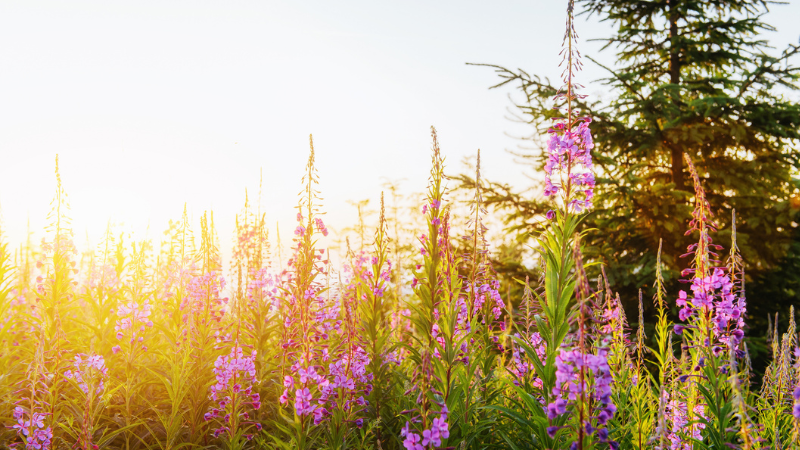 Fireweed,  symbolising renewal, resilience and healing 